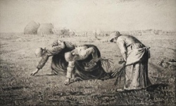 Millet